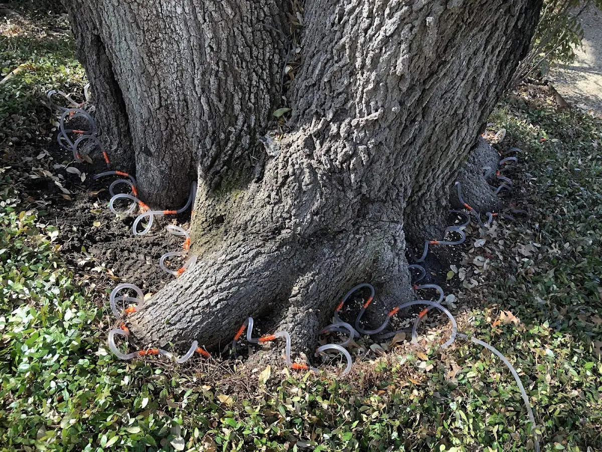 Detailed Tree Cabling and Bracing job site in Snowville