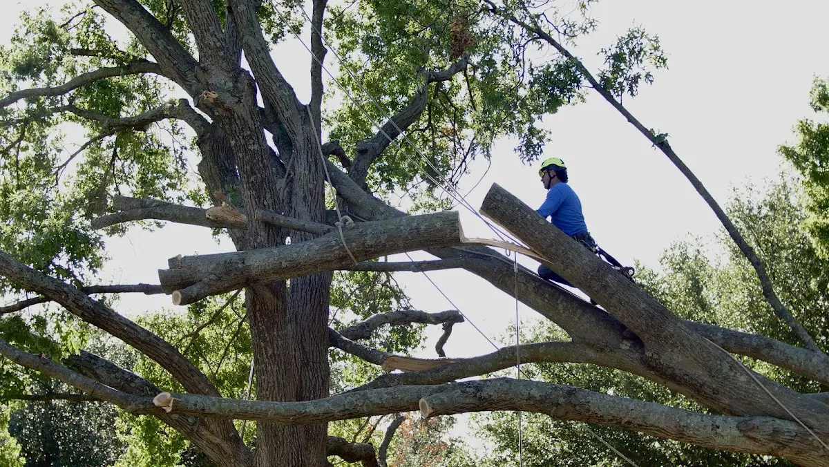 Professional Hazardous Tree Removal performed by certified arborists in Snowville